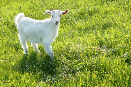在春天的绿色草地上的白山羊