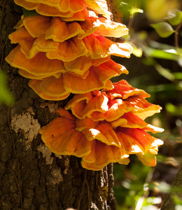 树边明亮的橙色蘑菇