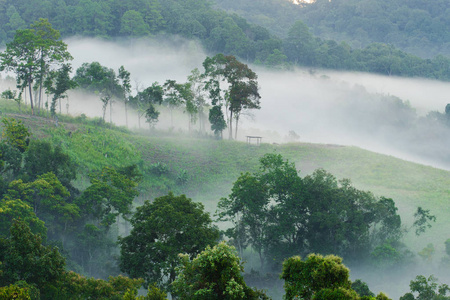 在茂密的热带雨林，Doi龙婆，蒋达晨雾