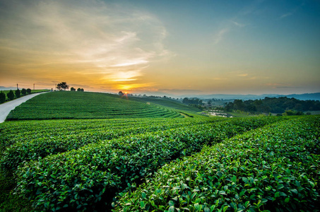 在泰国清莱茶种植园景观观日出日落