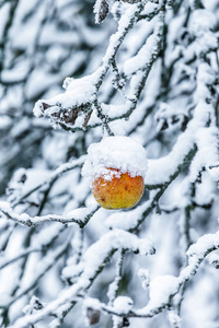 被雪覆盖着的树枝上的苹果