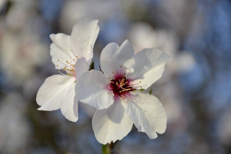 详细信息的杏仁树的花朵
