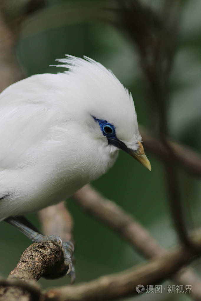白鸟leucopsar 蚤照片-正版商用图片0xnoxw-摄图新视界