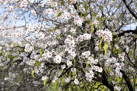 详细信息的杏仁树的花朵