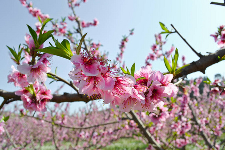 背景杏树花