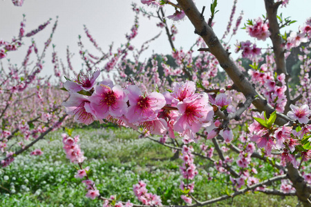 背景杏树花