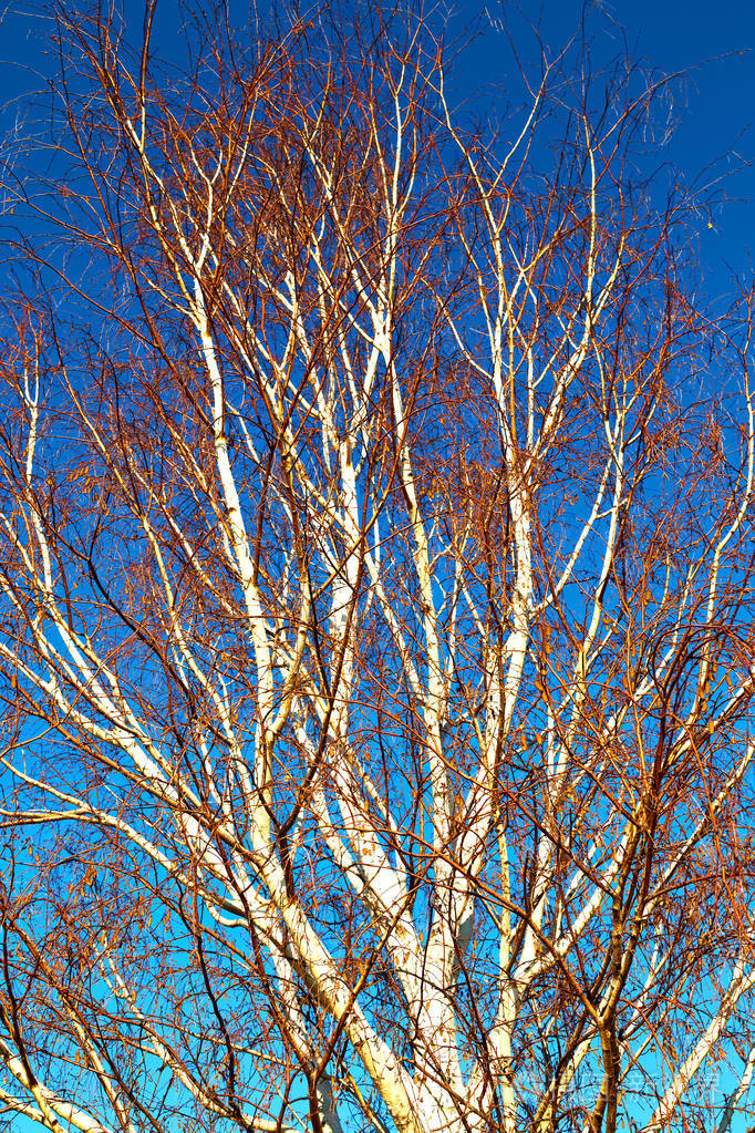 老树和他的枝子在晴朗的天空