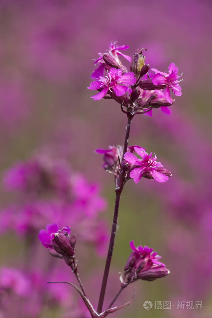 字段朵红色的花坎皮恩