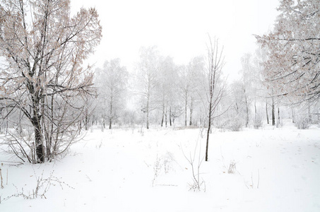 有雪的树木的冬季景观