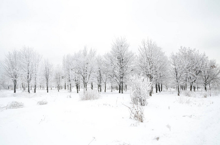 有雪的树木的冬季景观