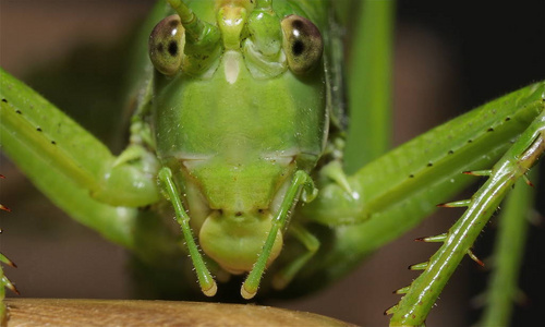 蚱蜢特写绿色蚱蜢特写照片