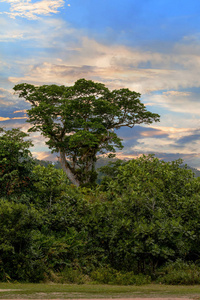 景观的马索亚拉国家公园，马达加斯加