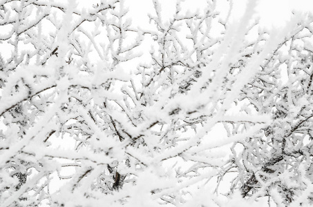 带雪的树枝的冬季背景