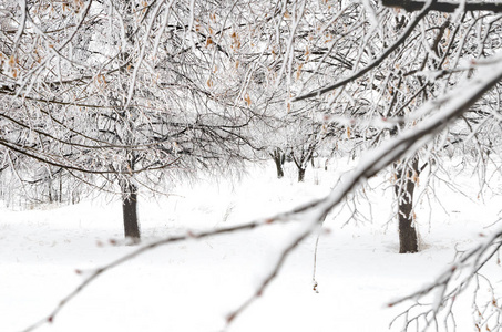 有雪的树木的冬季景观图片