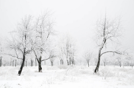 有雪的树木的冬季景观