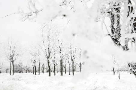 有雪的树木的冬季景观