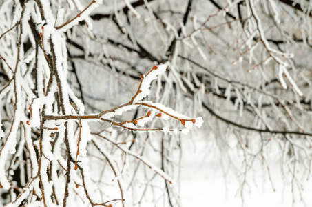 带雪的树枝的冬季背景