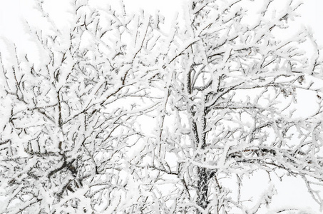 带雪的树枝的冬季背景