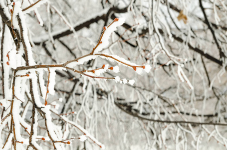 带雪的树枝的冬季背景