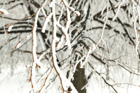 带雪的树枝的冬季背景