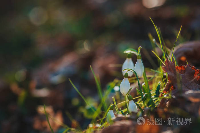 雪花莲在春天的森林里, 在一个阳光明媚的日子里行进着