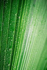 美丽的绿色热带棕榈叶与水滴