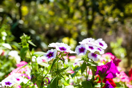 阳光照射下的花园中的白色和紫色的花
