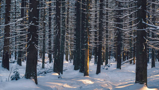 冬天被雪覆盖的美丽的冷杉森林