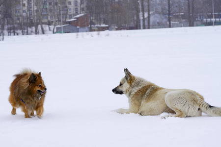 两只狗在冬天的雪地里玩耍