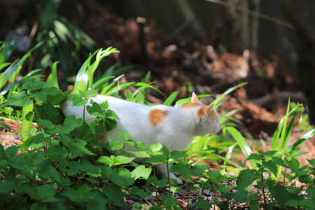 无家可归的猫在京都日本