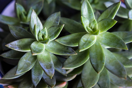 石莲花植物图片