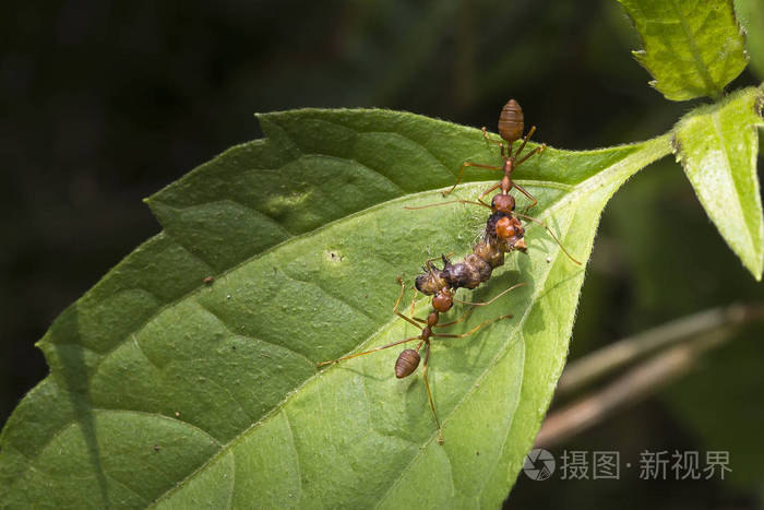 树上的红火蚂蚁工人特写镜头