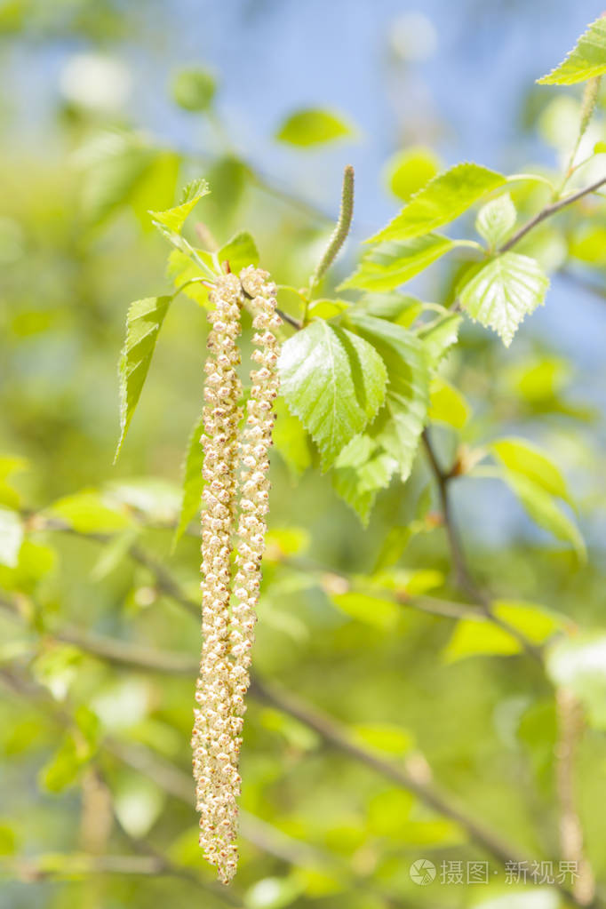 白桦树花开在春天