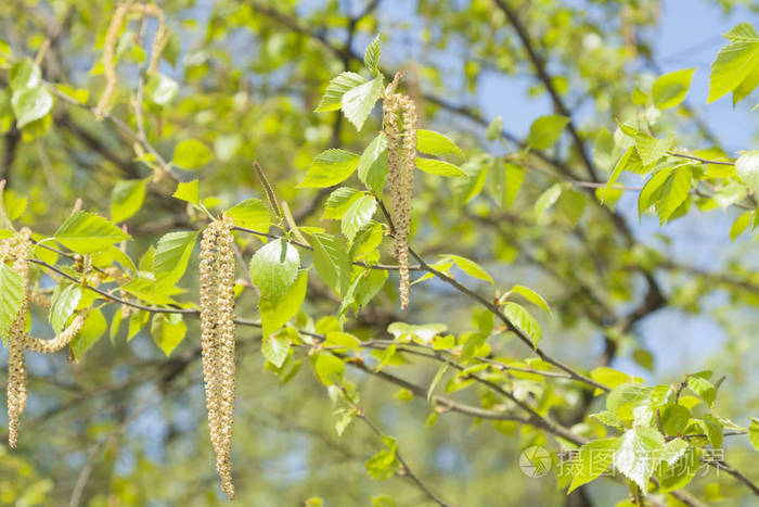 白桦树花开在春天