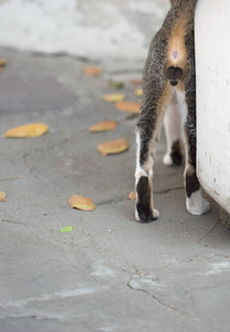 在曼谷的大街上的猫