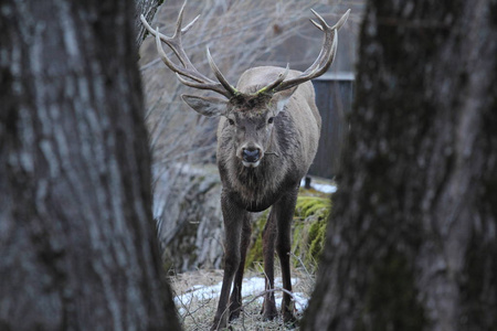 维尔莱塔巴雷亚的阿布鲁佐国家公园里的一只鹿照片