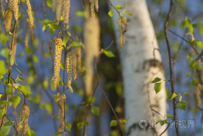 白桦树花开在春天