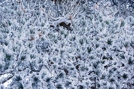 雪下松树枝