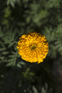 万寿菊 tagetes erecta, 墨西哥万寿菊, aztec 万寿菊, 手持式