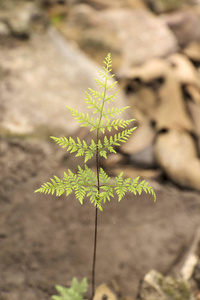 蕨类植物在森林中离开