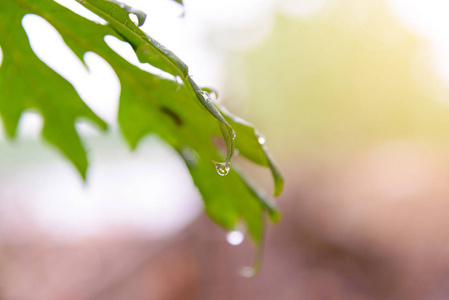 绿色叶子与雨滴为背景