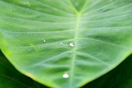 绿色叶子与雨滴为背景