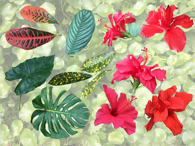 设置的热带植物元素花和叶。集合