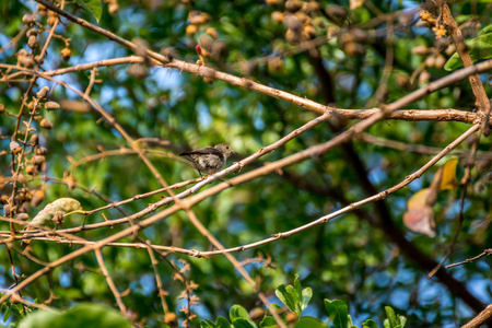 一棵树上的鸟 猩红支持 Flowerpecker