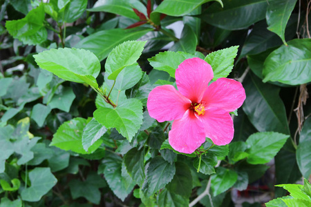 芙蓉花美丽的树关闭图片