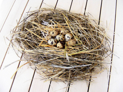 鹌鹑窝里的鹌鹑蛋, 鸟巢里的蛋的照片, 有用的鹌鹑蛋和营养价值照片