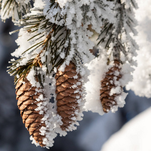 在冬天在雪地里云杉