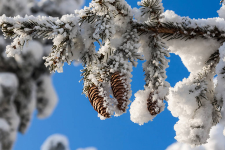 在冬天在雪地里云杉