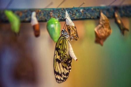 出生的想法 leuconoe 蝴蝶照片