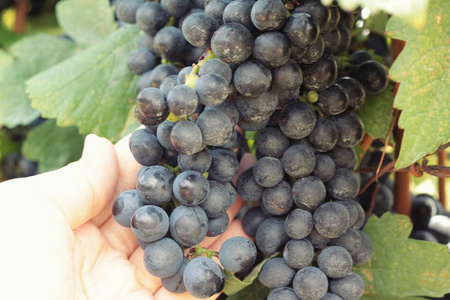 新鲜水果黑葡萄葡萄园里